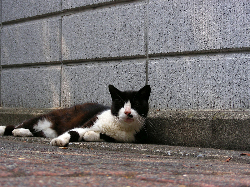 ブロック塀と黒白猫2