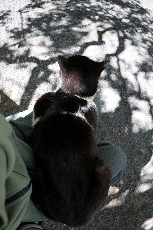 木の影と黒白猫1