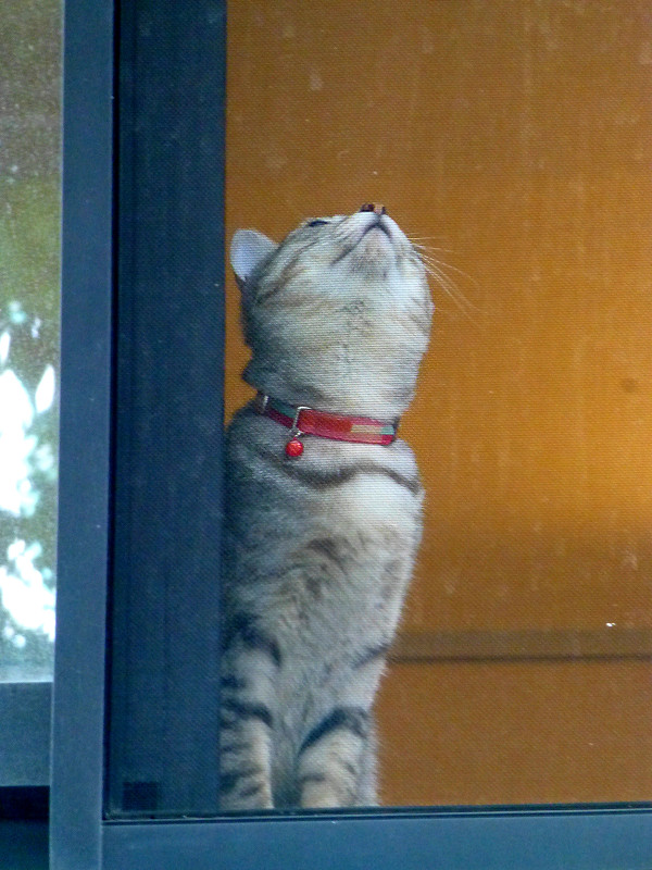マンションの窓から見えた猫2