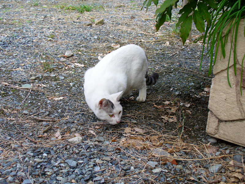 石組みを見ている白キジ猫2