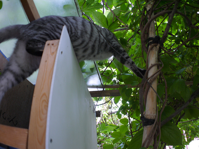 屋根へ登り上がるサバトラ猫1