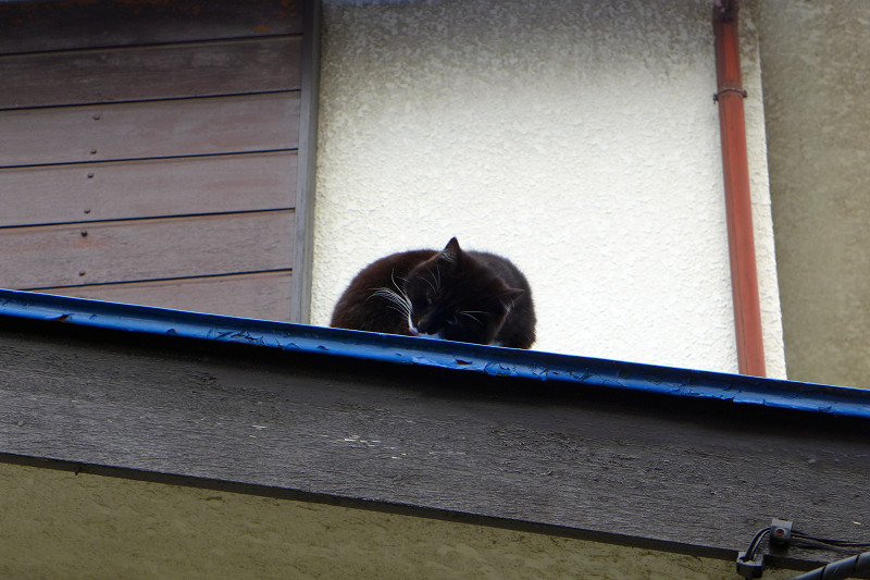 屋根の上の黒白猫1