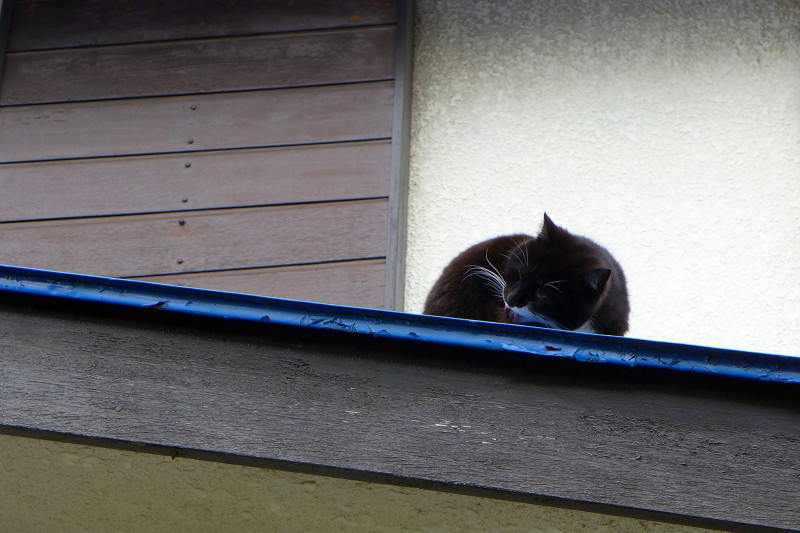 屋根の上の黒白猫2