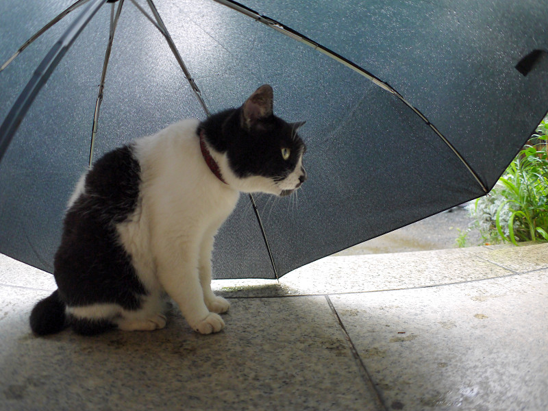 傘の中の白黒猫1