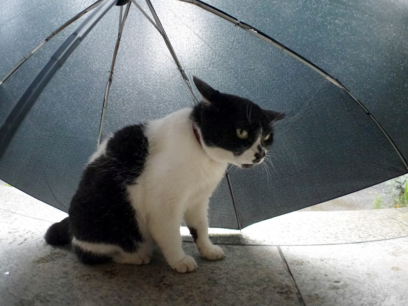 傘の中の白黒猫2