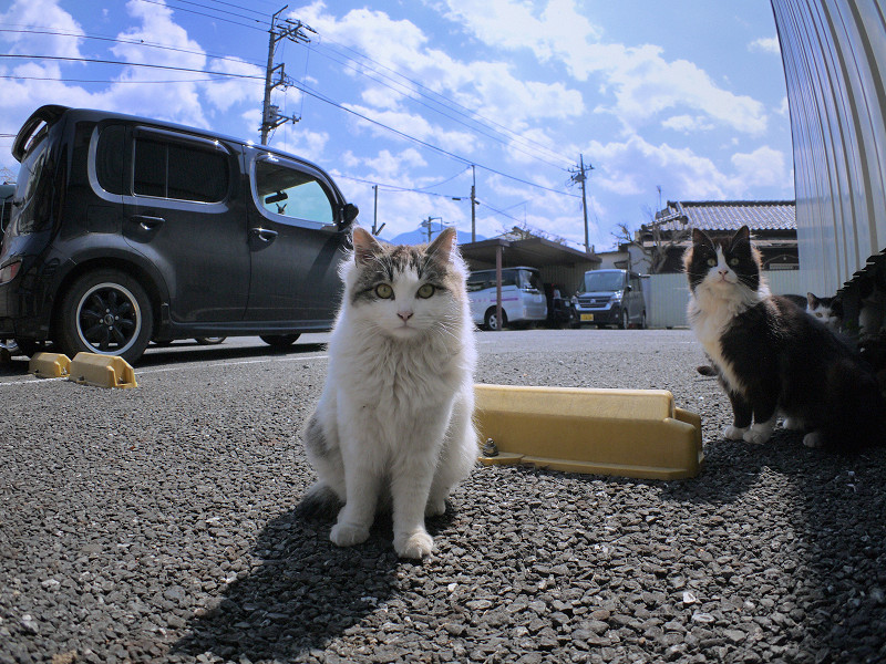 青空駐車場の猫たち1