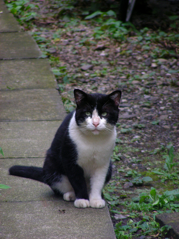 庭石に黒白猫