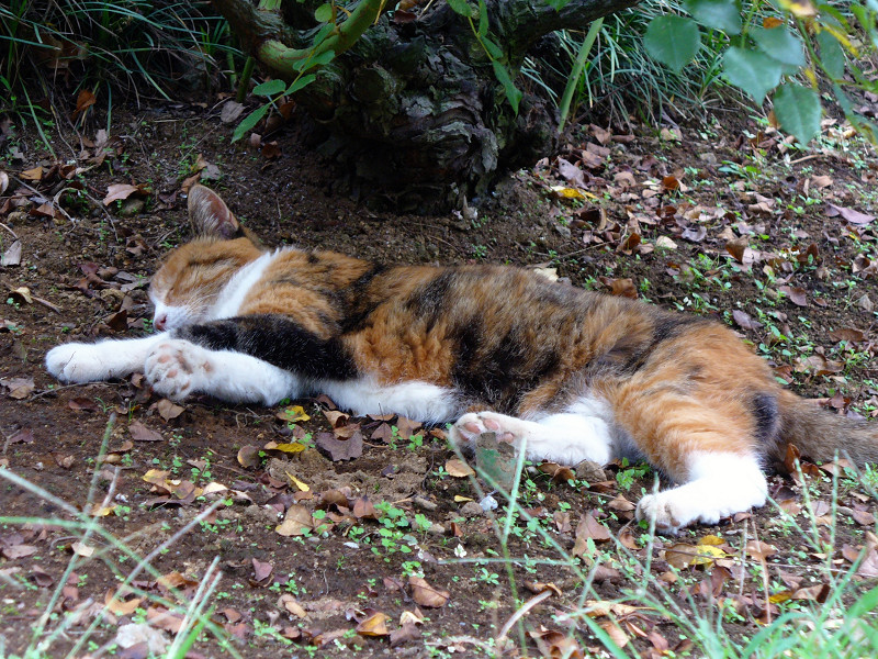 木陰で寝てる三毛猫2