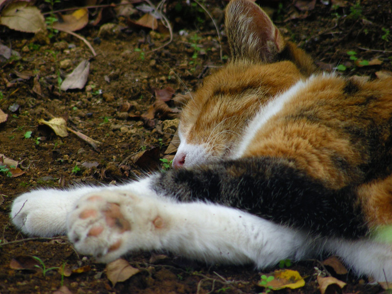 木陰で寝てる三毛猫3