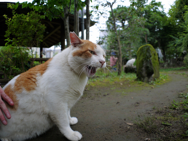 庭園の茶白猫3