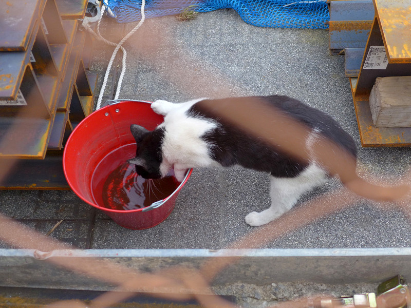 赤いバケツから水を飲む黒白猫1