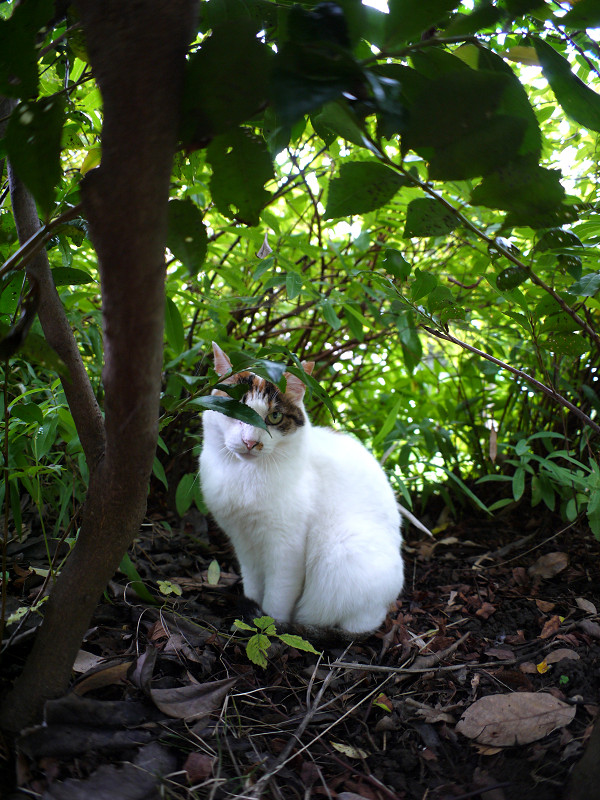 低木の下の白三毛猫1