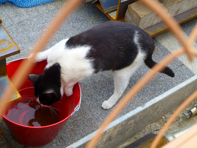 赤いバケツから水を飲む黒白猫2