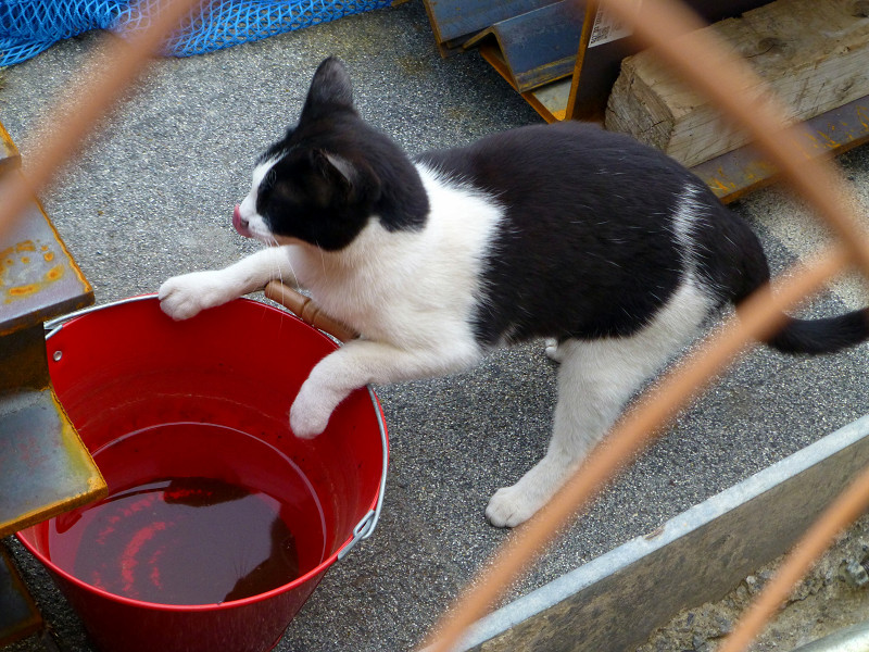赤いバケツから水を飲む黒白猫3