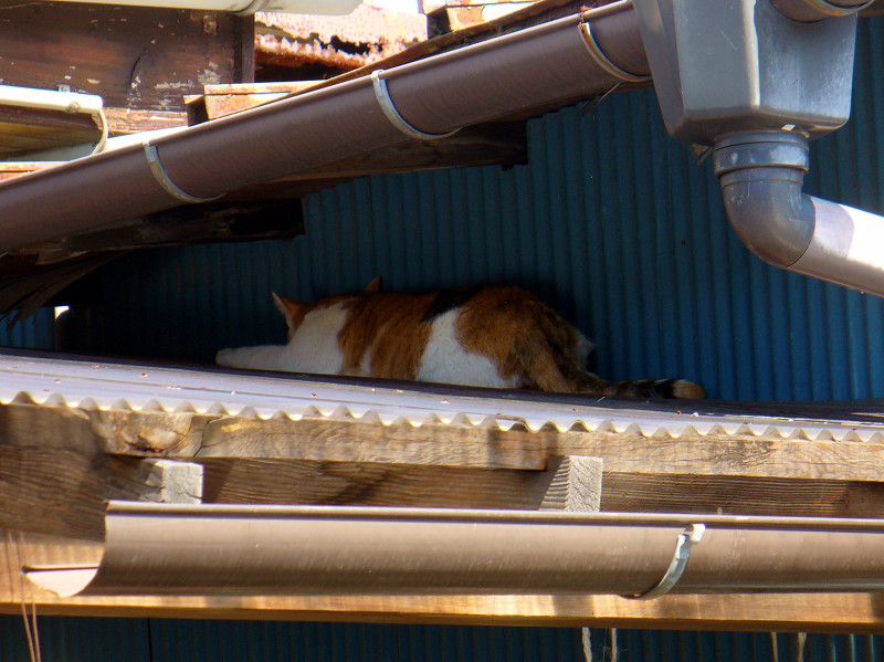 屋根の間の猫2