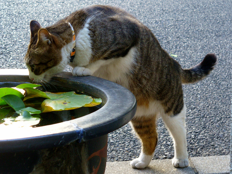 水鉢とキジ白猫