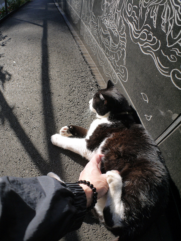 足で抵抗する黒白猫1