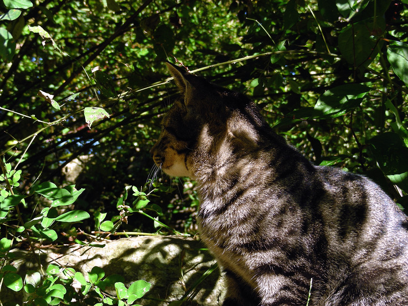 茂みのキジトラ猫1