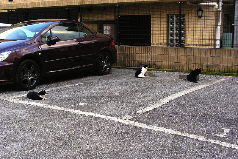駐車場の猫たち1