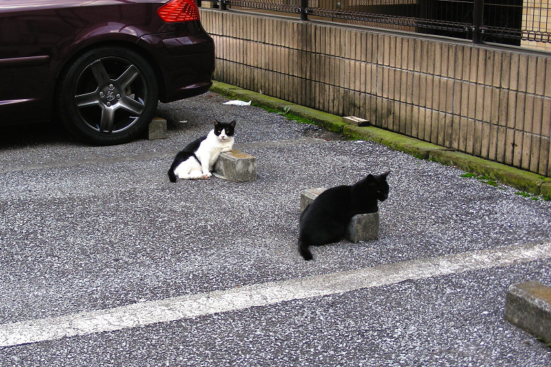 駐車場の猫たち2