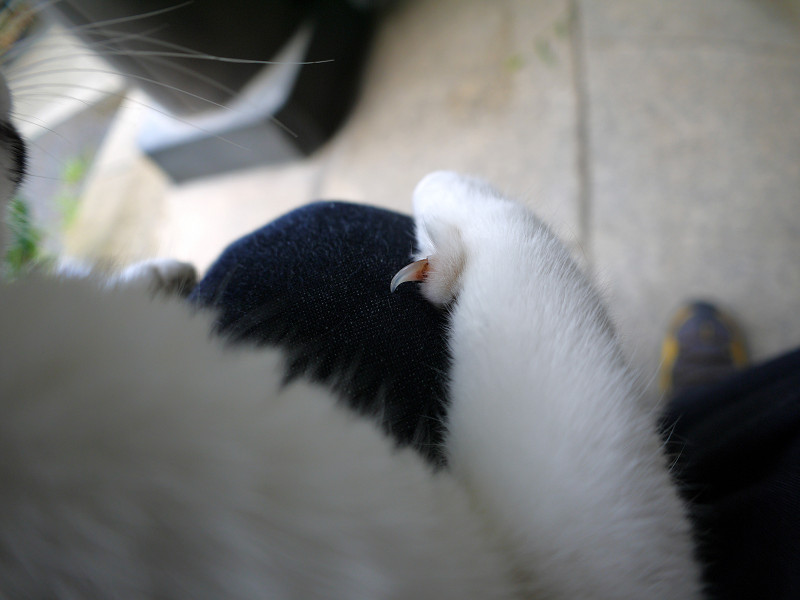 膝で寝ている白黒猫4
