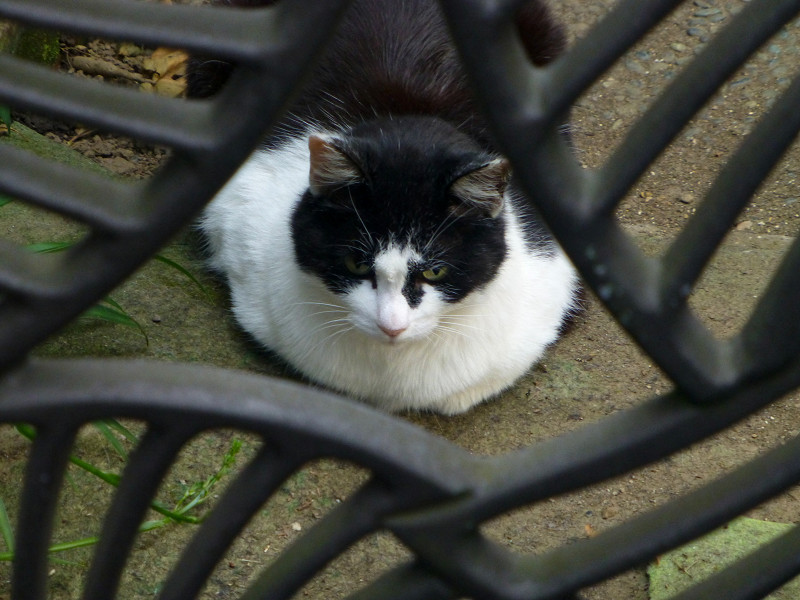 門扉の向こう側の黒白猫1