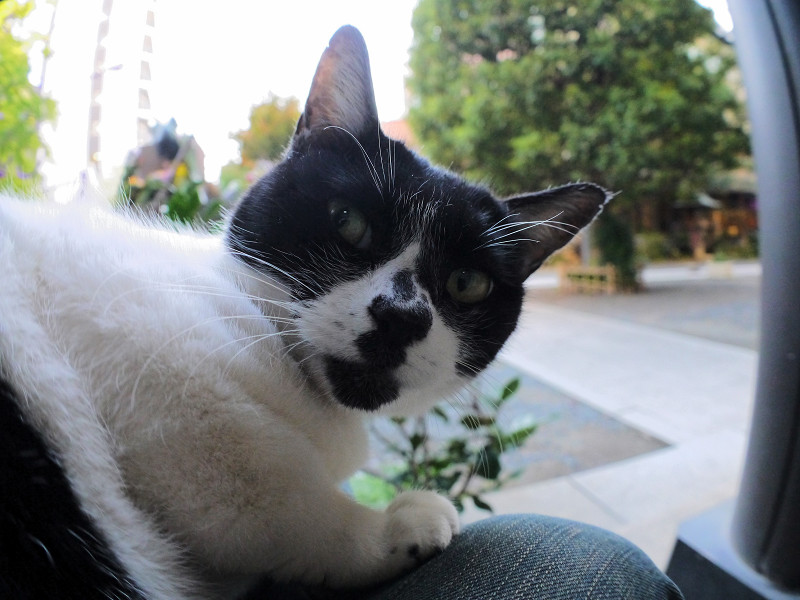 驚いた表情の白黒猫2