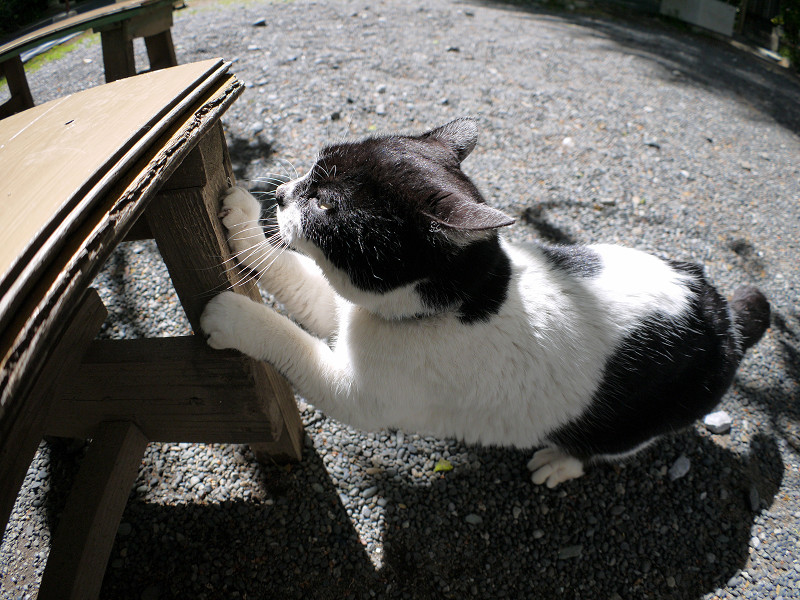 ベンチの脚で爪と研ぐ白黒猫3