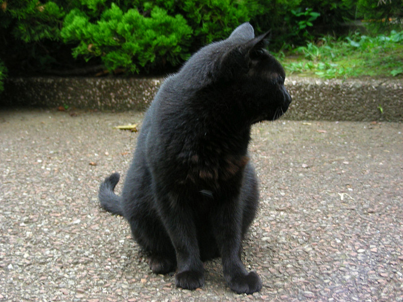 庭園の黒猫2