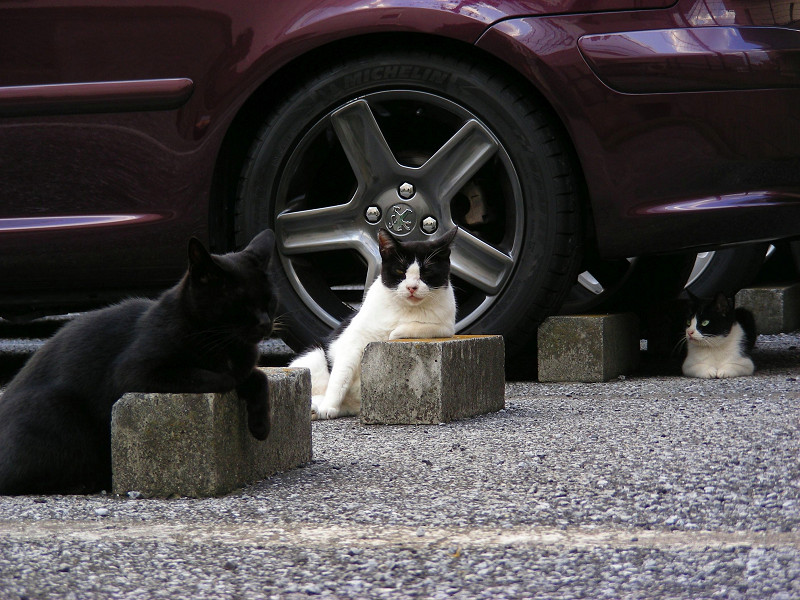 駐車場の猫たち