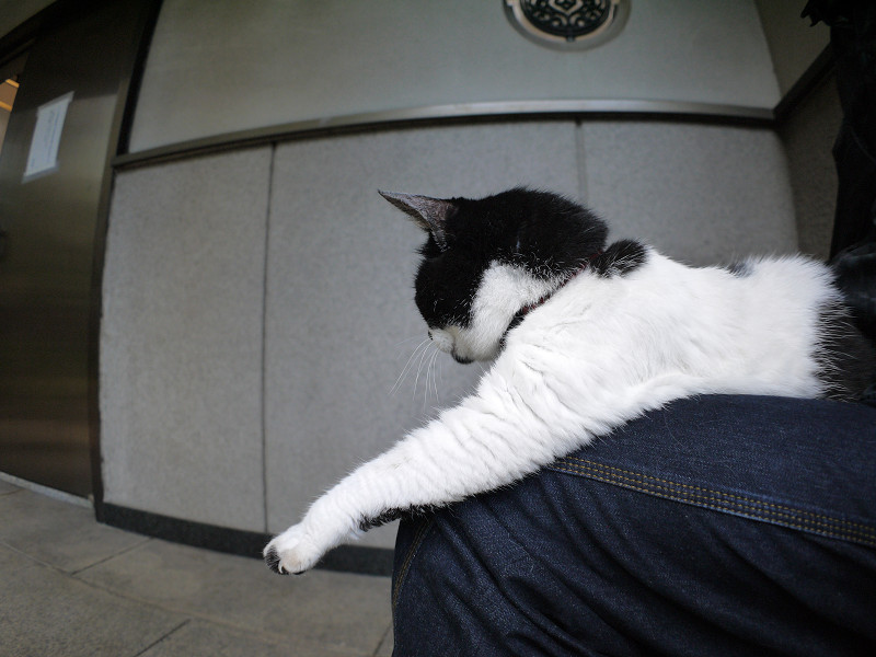 膝の上で目覚めた白黒猫2
