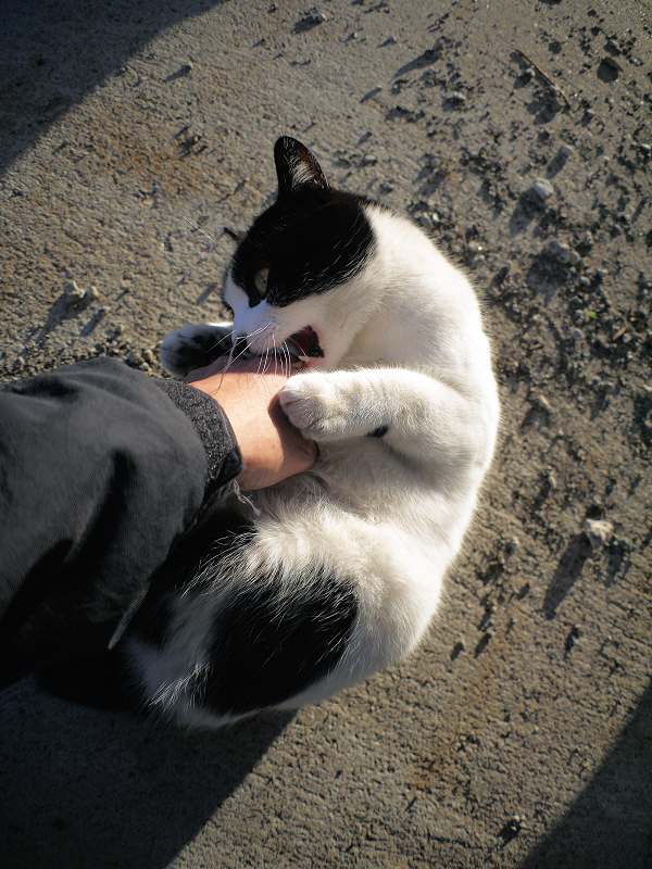 手にしがみつく白黒猫1