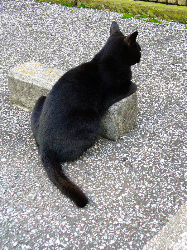 駐車場の黒猫
