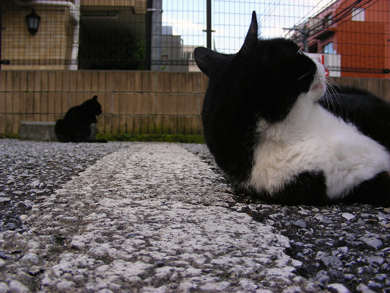 駐車場の黒白猫2