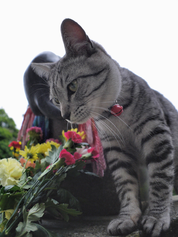 献花台のサバトラ猫1