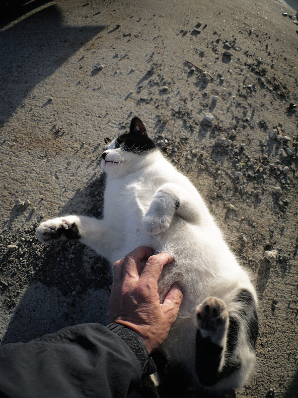 手をキックしてる白黒猫1