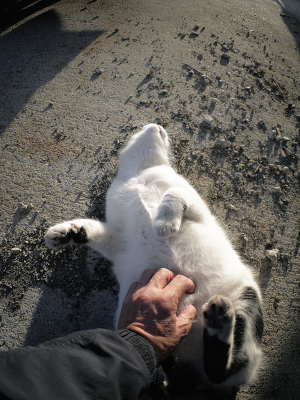 手をキックしてる白黒猫2