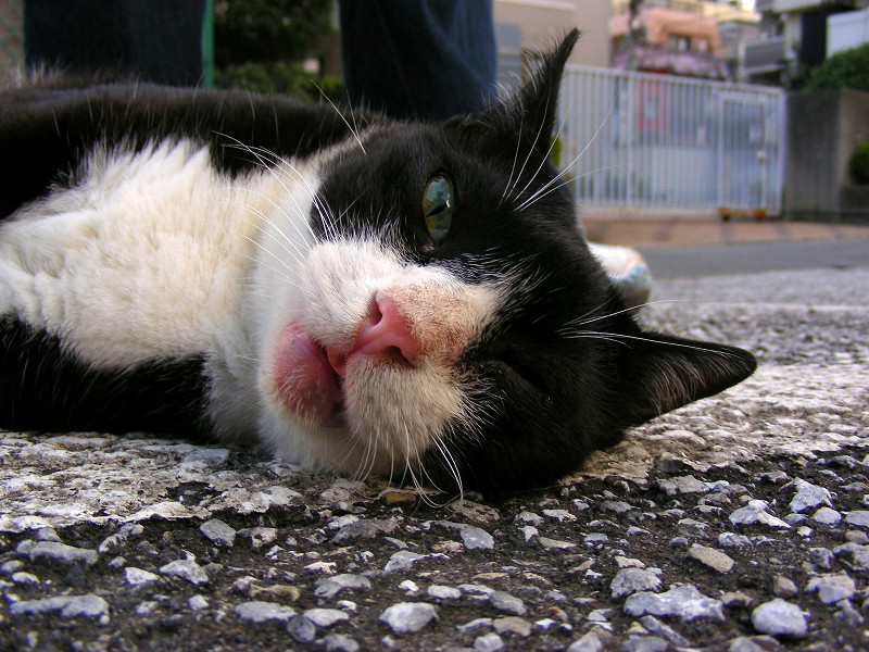 駐車場で横になる黒白猫1