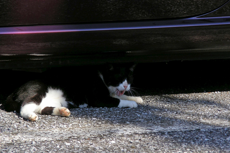 高級車の下の黒白猫2