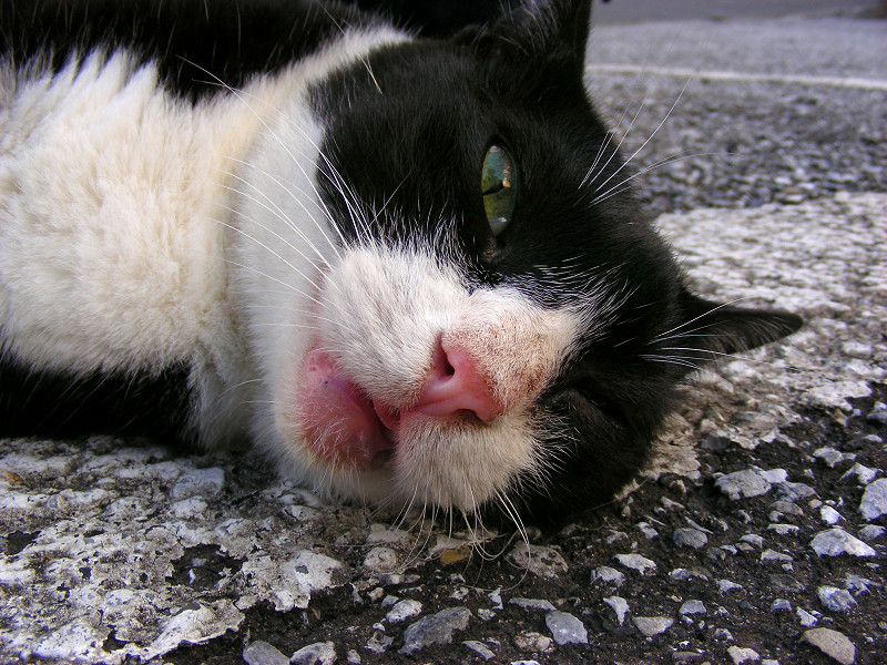 駐車場で横になる黒白猫2