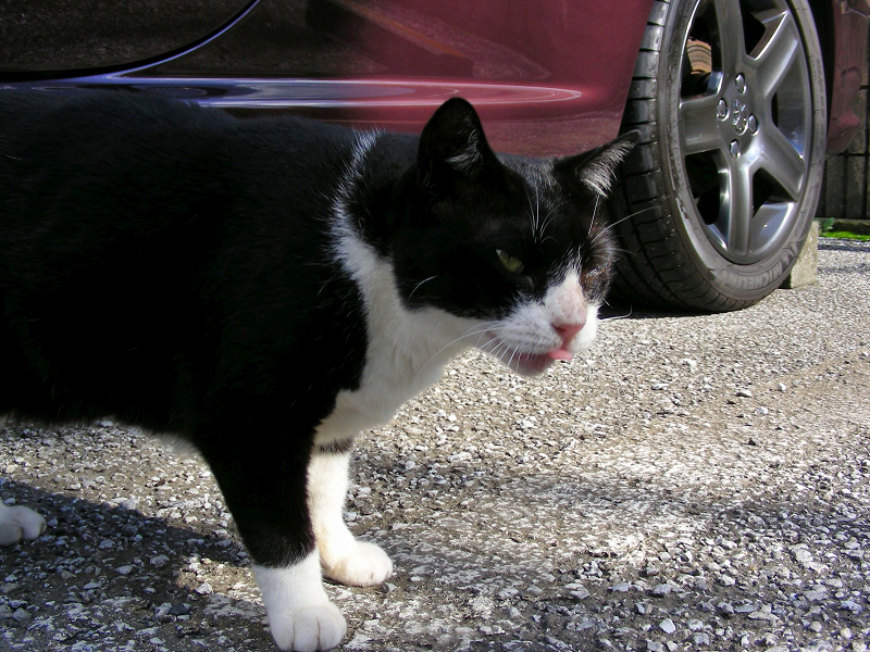 高級車の下の黒白猫3