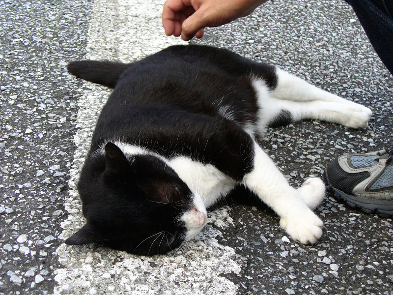 駐車場で触られる黒白猫1