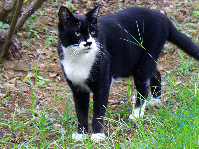 草むらの黒白猫1