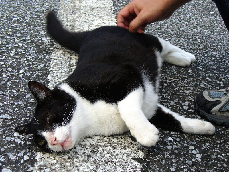 駐車場で触られる黒白猫2