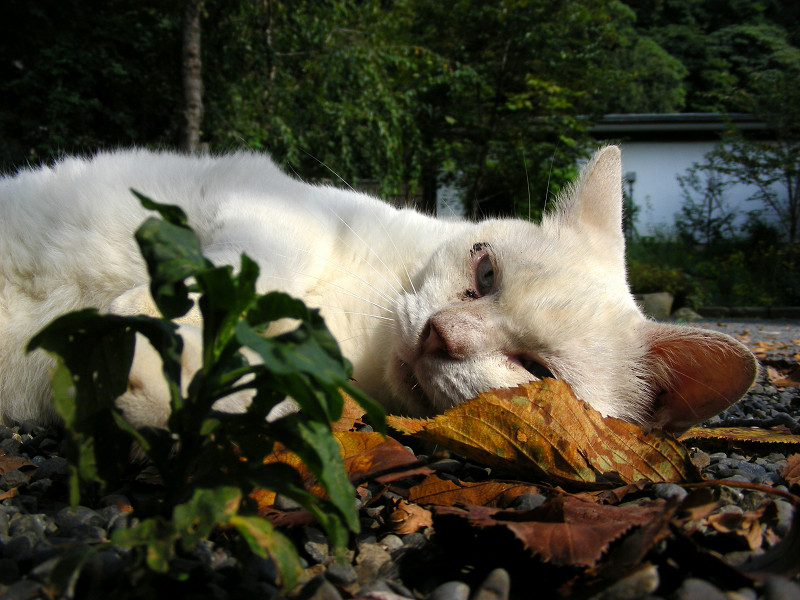 横たわる白猫3