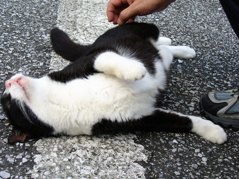 駐車場で触られる黒白猫3