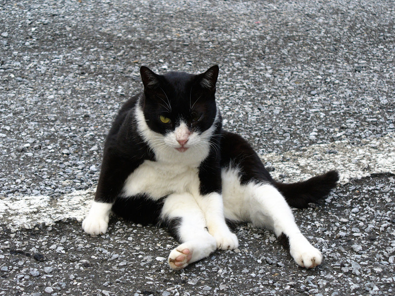 スコ座りする黒白猫1