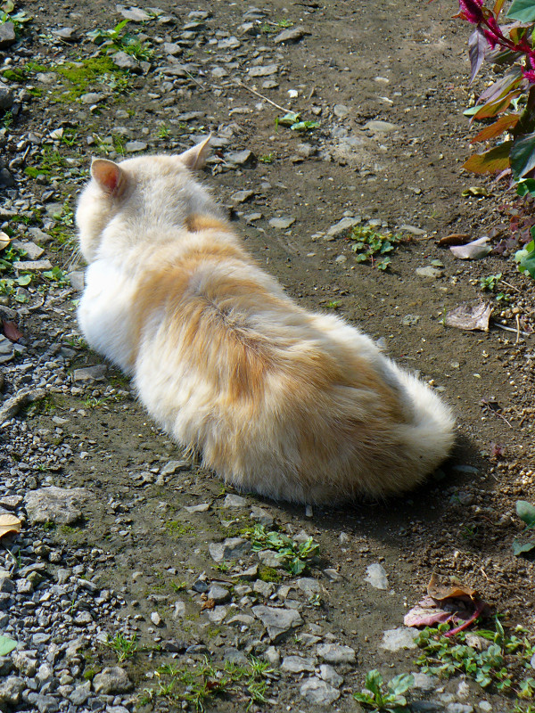 土の上の白茶猫1