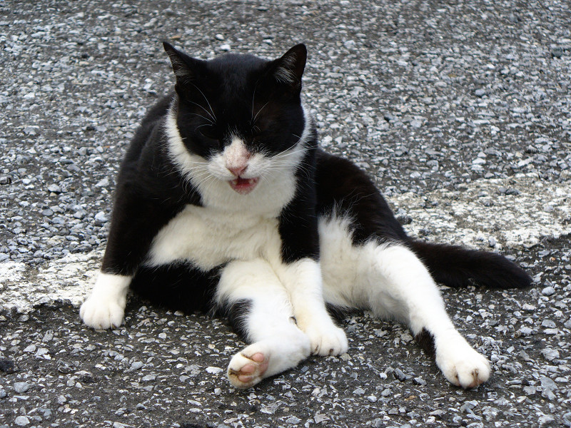 スコ座りする黒白猫2