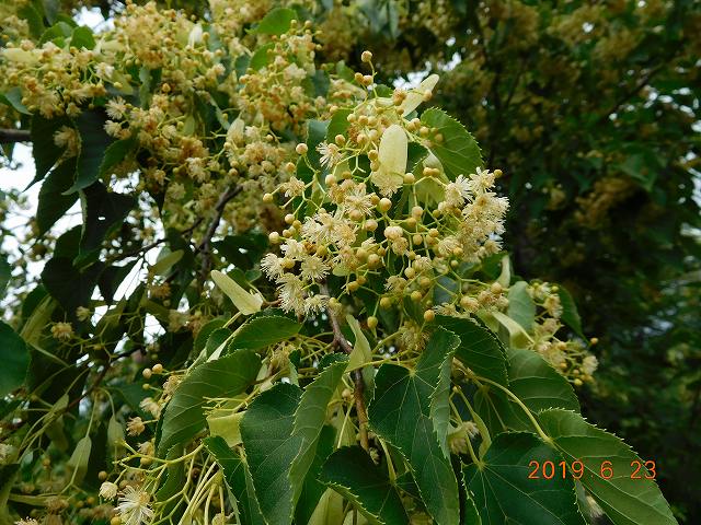 薬草と花紀行 シナノキ 科の木